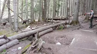 Glacier Park grizzly sow and Cubs bear encounter with LE Ranger