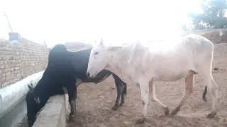 black bull vs white cow meeting full hd video Animals Vlog info