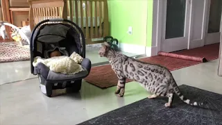 Silver Bengal cat meets his new baby brother