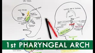 First Pharyngeal Arch and its derivatives | Embryology Tutorial