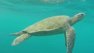 Maui Snorkeling - Green Sea Turtle at "Turtle Town" - GoPro 1080p