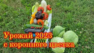 Ранний урожай овощей. Обзор растений Ответы на вопросы. Почему все растёт.