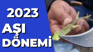 Kabuk Altı Kalem Aşı Ne Zaman Yapılır? | Keçiboynuzu Kalem Aşı  grafting #tropikaltopraktv