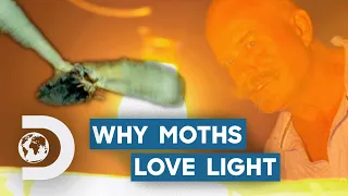 Why Are Moths Attracted To Lights At Night? | How Do Animals Do That?