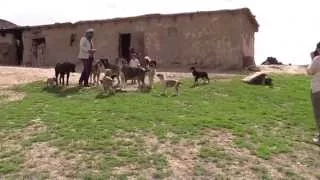 Tajik shepherd dogs protect their territory