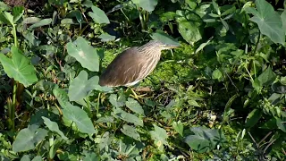 The incredible heron's ultimate fish-catching technique