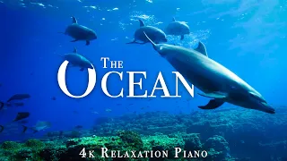 Animals Of The Ocean 4K (UHD) - Scenic Wildlife Film With Calming Music, Dolphins, Sharks, Turtles