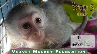 Orphan baby monkeys love their new troop life.