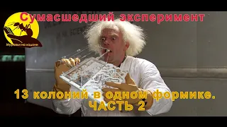 Объединение колоний.  Подселение матки Часть 2