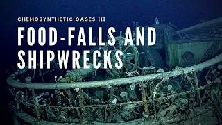 Deep-Sea Food Falls | A Tale of Wood and Bone