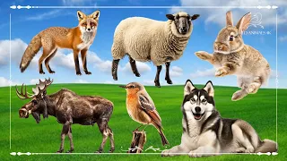 Amazing Familiar Animals Playing Sound: Fox, Sheep, Rabbit, Moose, Bird & Dog - Animal Video