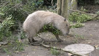 A Treat For The Capybaras! Donut, Of Course, Is Marking the Food Not Eating It, As Usual!