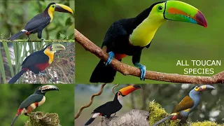 All Toucan bird species in the world types of toucan