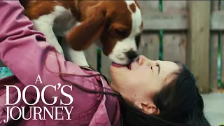 A Dog's Journey | Bailey is Excited to See CJ | Film Clip