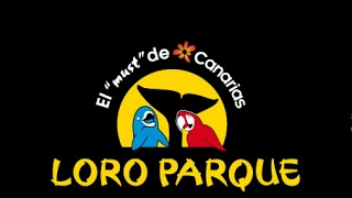 Loro Park Tenerife dolphin show PART 2