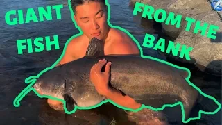 Bank Fishing For GIANT FISH!!! (SHALLOW Water Fishing)