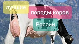 Породы высокоудойных коров  в России.Какую корову выбрать? Какие коровы  дают много молока?