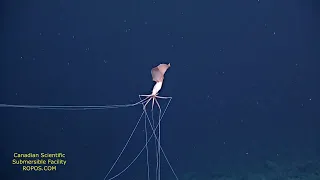 Magnapinna Squid up close, swimming - Bigfin Squid 2021 | Magnapinna Archive