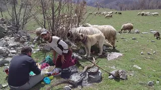 Kangallar koyun bölününce ne yaptı!(insanlar neden şehirde yaşıyor)