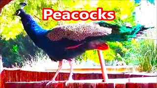 Peacocks, #animals in Izmir ZOO Turkey Birds, #asia #relaxing