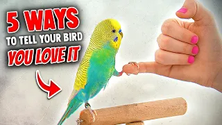 5 Ways to Tell Your Bird You Love It