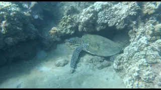 Sunrise snorkel at Kamaole III, Maui on 11.26.2020