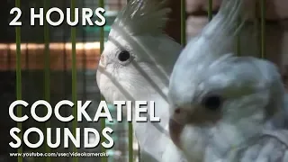 WHITE FACED COCKATIEL SOUNDS (HQ Audio) - Male & Female Cockatiels