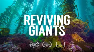 Reviving Giants: A Journey into the Restoration of Tasmania’s Giant Kelp Forests