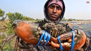 Garam Terbesar Kepiting Pemanenan Kawasan Mangrove Laut Sundarban