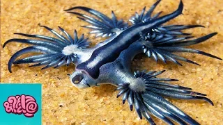 10 Animals You Won't  Believe Exist