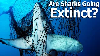 Are Sharks Going Extinct?