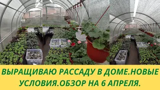 Обзор цветочной и овощной рассады на 6 апреля. Выращиваю в доме. Моя рассада в теплице.Условия.Уход