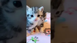 OMG So Cute Cats ♥ Best Funny Cat Videos 2021,All Video Funny #  87