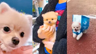 Забавный милый шпиц тик ток Chó Phốc Sóc Mini Tik Tok Funny Pomeranian #7