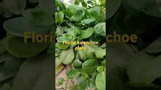 florist kalanchoe plant # winter plant