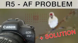 Canon R5 - BIG AF problem and solution (bird photography tutorial)