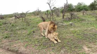 Lions mating Mala Mala November 2011