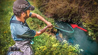 Ein uralter Monsterfisch lebt in diesem winzigen Fließ