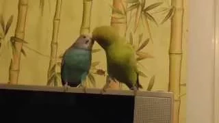 Попугай заигрывает с самочкой