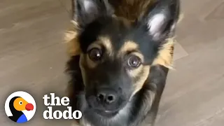 This Baby Husky Thinks She's Invisible | The Dodo