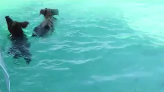 Swimming Pigs - Exuma Islands Bahamas