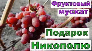 Виноград Беларуси. Очень ранняя форма с шикарным мускатом.