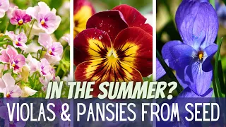 Starting Viola & Pansy Seeds In The SUMMER??? 😎😎😎 || Growing Violas & Pansies || Winter Garden