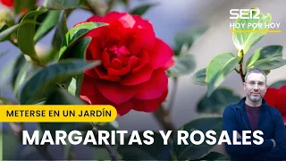 🌼🌹 Margaritas y rosales | Meterse en un jardín, con Eduardo Barba