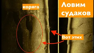 Нашел новую корягу с судаками! Где искать судака ранней осенью ?