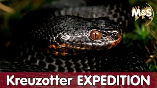 Kreuzotter Expedition im Schwarzwald | Einheimische Vipera berus