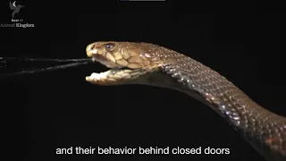 Most deadliest snakes: Venom Spitting king Cobra | Cobra Mafia