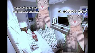 Жизнь котов: сборник 1 сезона.