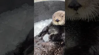 Sea Otter Sits in a Bucket and Bangs Ice #shorts
