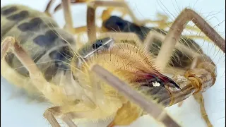 (Episode 2)The battle of a stubborn scorpion：scorpion vs Camel Spider；（第二集）一只倔强小蝎子的战斗：蝎子vs骆驼蜘蛛